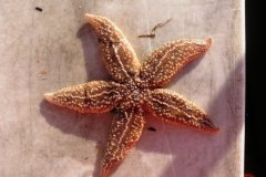 Starfish (Asterias rubens)