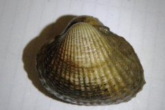 Common Cockle (Cerastoderma edule)