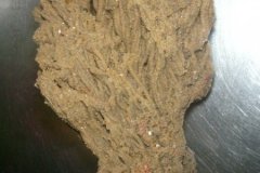 Ross Worm (Sabellaria spinulosa) clump