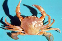 Swimming Crab (Liocarcinus holsatus)