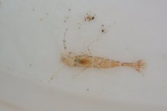 Shrimp (Crangon allmanni)