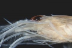 A Shrimp (Crangon allmanni)