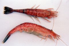Brown Shrimp (Crangon crangon)