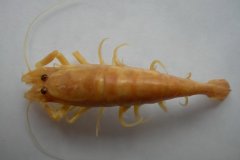Brown shrimp (Crangon crangon)