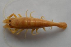 Brown shrimp2 (Crangon crangon)