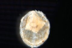 American slipper limpet (Crepidula fornicata)
