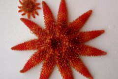 Common Sun Star (Crossaster papposus)