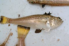 Lesser Weever (Echiichthys vipera)
