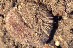 Heart Urchin, (Echinocardium cordatum)