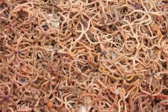 Brittlestar (Ophiothrix fragilis)
