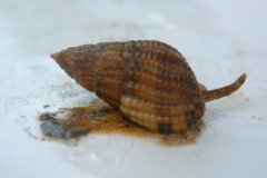 Netted Dog Whelk (Hinia reticulata)