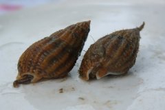 Netted Dog Whelk (Hinia reticulata)