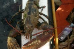 Lobster (homarus spp.)
