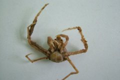 Scorpion Spider Crab (Inachus dorsettensis)