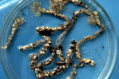 Sand mason worm (Lanice conchilega)