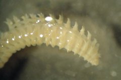 Polychaete worm (Laonice bahusiensus)
