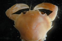 Flying crab (Liocarcinus holsatus)