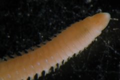 Bristleworm (Lumbrineris gracilis) anterior
