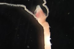 Polychaete worm (Magelona johnstoni)