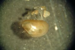 Juvenile Mussel (Mytellidae)