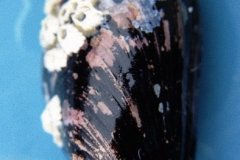 Blue Mussel (Mytilus edulis)