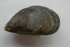 Blue mussel (Mytilus edulis)