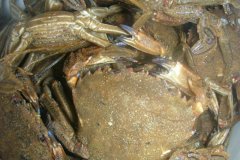 Velvet Swimming Crab, (Necora puber)