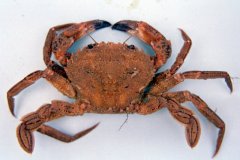 Velvet Swimming Crab, (Necora puber)