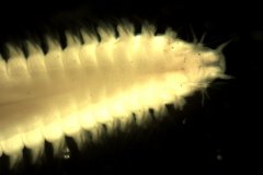 White Catworm (Nephtys cirrosa)