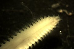 White Catworm (Nephtys cirrosa)