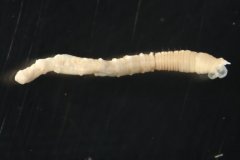 Polychaete worm (Notomastus sp.)