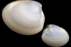 Nucular Nut Clam (Nucula nucleus)