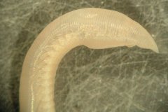 Polychaete Worm (Ophelia borealis)