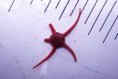 Brittle Starfish (Ophiura albida)