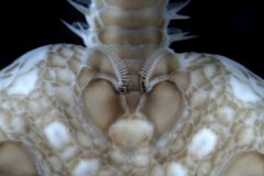 Serpent Starfish (Ophiura ophiura)