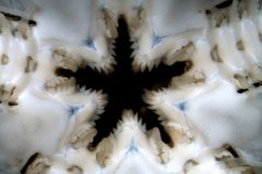 Serpent Starfish2 (Ophiura ophiura)