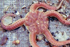 Brittlestar (Ophiura spp.)