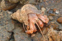 Hermit crab (Pagurus bernhardus)