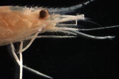 Pink shrimp (Pandalus montagui)
