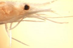 Pink shrimp2 (Pandalus montagui)