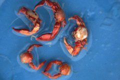 Long Clawed Porcelain Crab (Pisidia longicornis)
