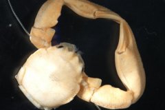 Long clawed porcelain crab (Pisidia longicornis)