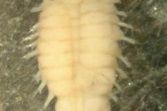 Polychaete Worm (Polycirrus spp.)