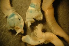 Keelworm (Pomatoceros lamarcki)