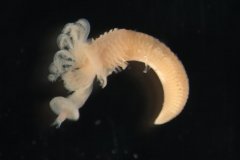 Three-face tubeworm (Pomatocerous lamarcki)