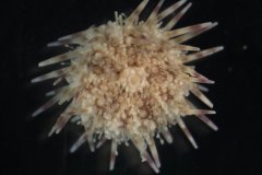 Green sea urchin (Psammechinus miliaris)
