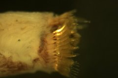 Ross Worm (Sabellaria spinulosa)