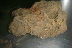 Ross Worm (Sabellaria spinulosa)