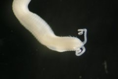 Polychaete Worm (Saccocirrus papillocercus)
