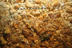 Brittlestars